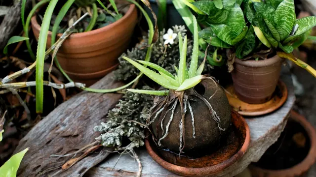 Amestecul puternic care salvează plantele aproape ofilite. Cu ce trebuie să le uzi, de fapt. E marele secret al grădinarilor