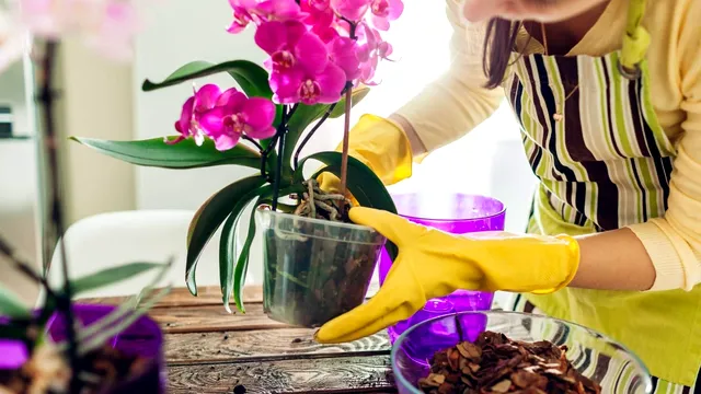 Ce trebuie să adaugi în apa cu care uzi orhideea. Ingredientul banal pentru o înflorire fabuloasă