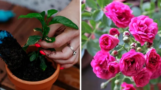 Amestecul puternic care face ca orice plantă să înflorească. Vei adora acest truc pentru cât de ușor este