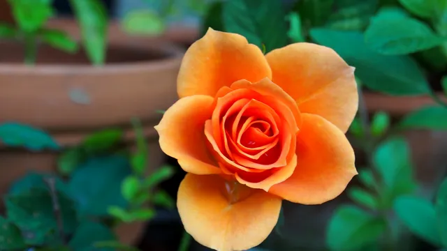 Trucul secret al experților pentru trandafiri înfloriți până la toamnă. Ai nevoie de un singur ingredient din bucătărie
