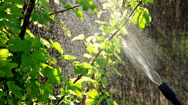 Ce să adaugi în apa cu care stropești plantele pentru a scăpa de afide. Trucul extraordinar al grădinarilor