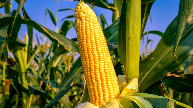 Ce să pui în pământ lângă porumb. Aceste legume nu pot trăi una fără alta, combinația perfectă care dă roade bogate