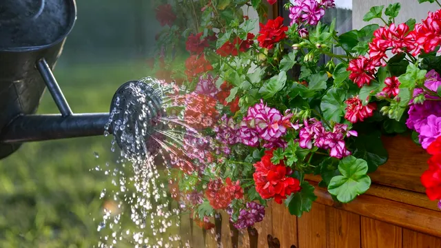 Cu ce să combini apa pentru udat mușcatele. Vor exploda de flori frumoase și colorate