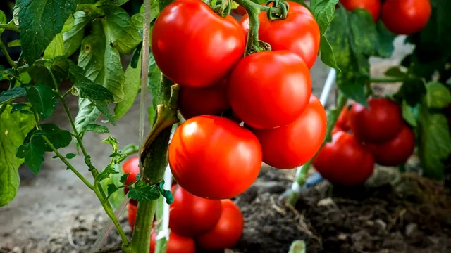 De ce să plantezi ceapă lângă roșii. Trucul secret al grădinarilor cu experiență