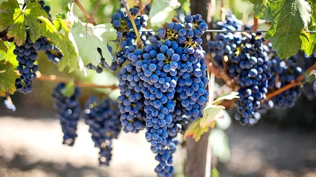Ce înseamnă când visezi struguri negri. Nu e semn bun deloc