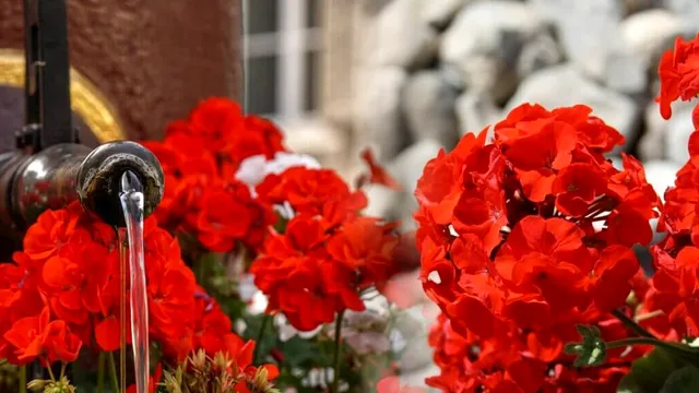 Amestecul cu care să stropești mușcatele pentru a fi pline de flori. Așa vor avea o înflorire abundentă, toți vecinii te vor invidia
