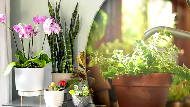 Cât de des se udă plantele de apartament, de fapt. Greșeala pe care toată lumea o face