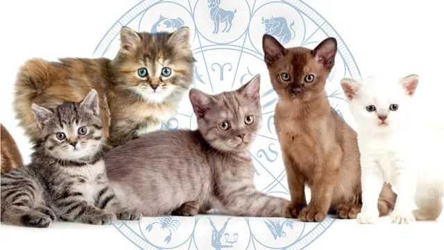 Ce pisică ți se potrivește în funcție de zodie. Cele mai compatibile rase de feline cu personalitatea ta