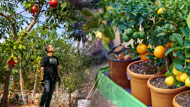 Ce poți planta printre pomii fructiferi. Secretul grădinarilor pentru cele mai bogate recolte