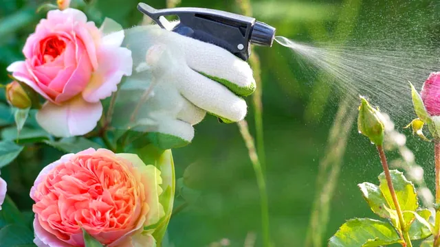 Ce să pulverizezi peste trandafirii din grădină, toamna. Secretul pentru a te bucura de flori frumoase anul viitor