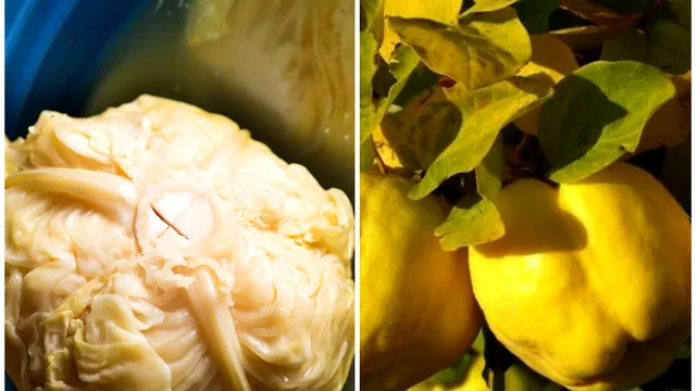 De ce se pun gutui la varza murată. Trucul din bătrâni care o face delicioasă, doar așa vei proceda de acum încolo