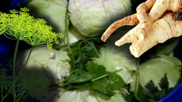 De ce se pune hrean în varza murată. Rezultatul te va surprinde plăcut și gustos, doar așa vei proceda mereu