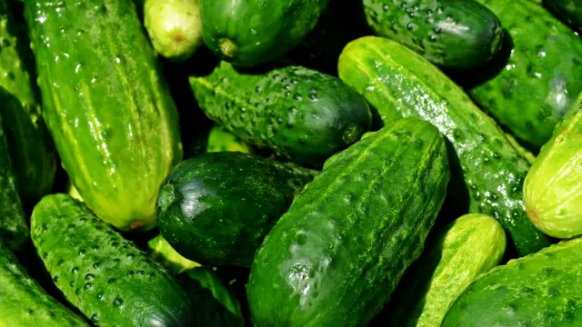 Cum să păstrezi castraveții proaspeți mai mult timp. 4 metode de mare ajutor
