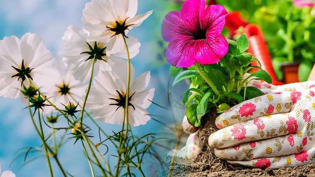 Florile superbe pe care să le plantezi toamna în grădină sau pe balcon. Vor înflori abundent