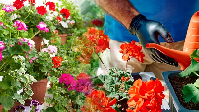 La cât timp se udă mușcatele toamna. Secretul pentru a te bucura de flori frumoase, toți te vor invidia pentru balconul tău