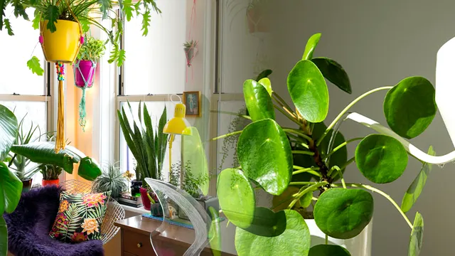 La cât timp se udă plantele de apartament toamna. Secretul experților pentru flori frumoase