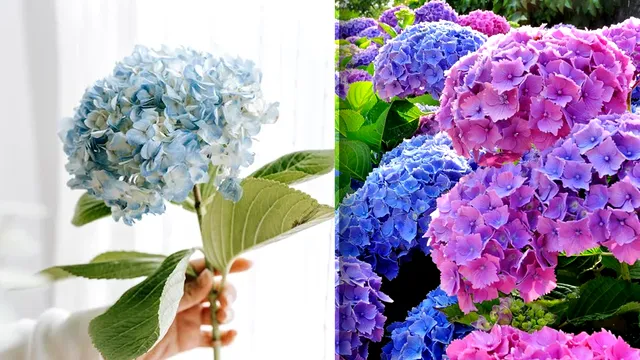 Locul din casă în care să pui hortensia. Așa atragi fericirea și dragostea adevărată