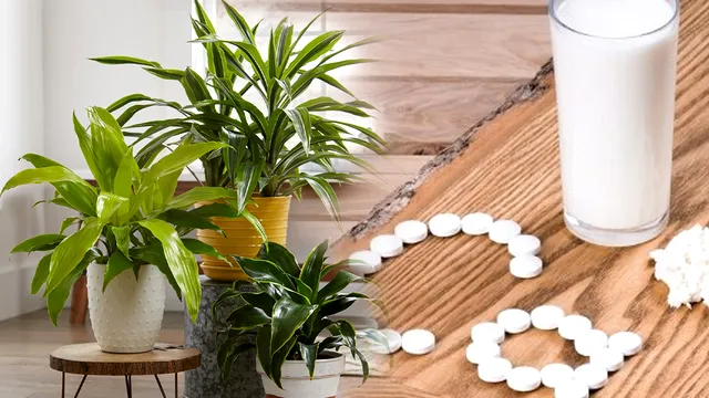 Planta din bucătărie care are mai mult calciu decât laptele. E aur curat, puțini știu