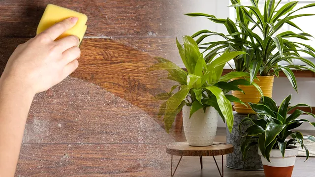 Plantele care aspiră praful din casă. Vei avea mereu un aer curat