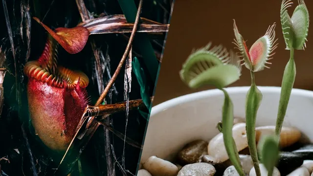 Plantele care atrag numai pagubă în casă. De asta nu ai spor la bani, scapă imediat de ele