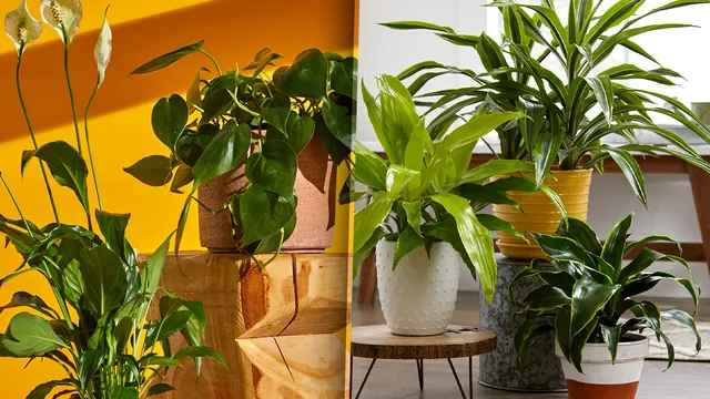 Presară acest condiment secret peste plante și urmărește ce se întâmplă. Remediul genial al grădinarilor cu experiență