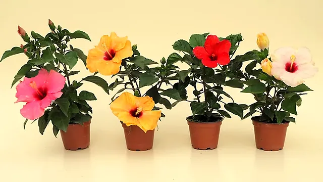 De ce nu înflorește trandafirul japonez. Ce trebuie să faci pentru a se umple de flori