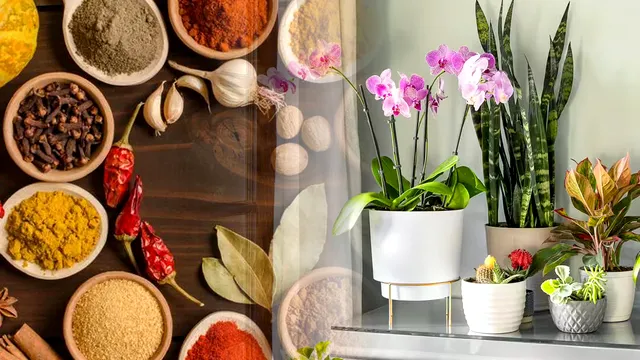 3 ingrediente din bucătărie care ajută plantele să înflorească spectaculos. Sigur nu știai cât de eficiente sunt