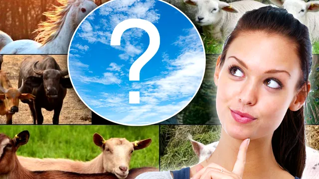 Singurul animal de pe Pământ care nu poate privi în sus. Mulți români îl au în curte