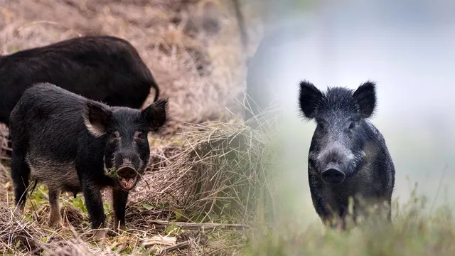 Ce înseamnă când visezi porci mistreți. Semnificația ascunsă în acest vis, la ce trebuie să fii atent