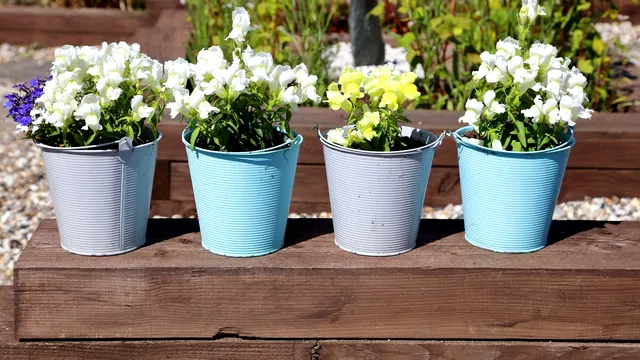 Cel mai bun îngrășământ natural pentru a accelera înflorirea plantelor. Vor crește mari și frumoase, ai nevoie de câteva ingrediente banale