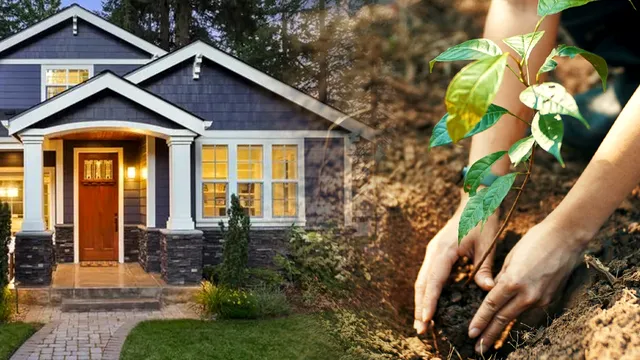 Copacul pe care să-l plantezi lângă casă pentru noroc. Așa vei fi ocolit de necazuri și ghinion