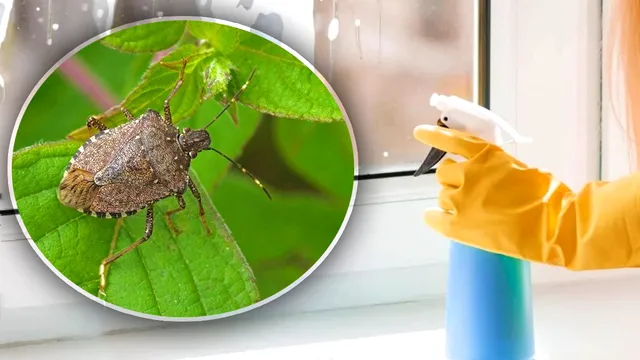 Cu ce să pulverizezi la fereastră pentru a ține la distanță gândacii mirositori de casa ta. Trucul genial