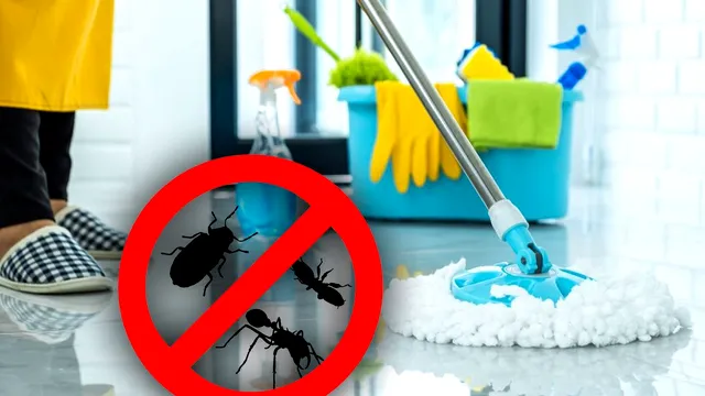Cu ce să speli podeaua pentru a ține gândacii la distanță de casa ta. Trucul e genial