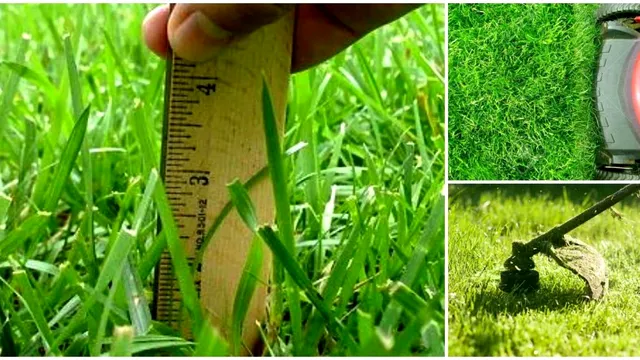 Când trebuie tuns gazonul toamna. Sfaturi și trucuri de la grădinari pentru a arăta perfect