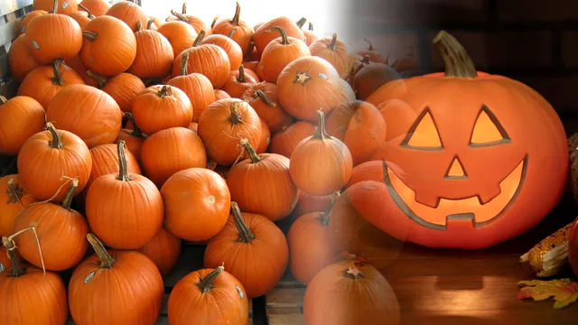 Modele de dovleci de Halloween 2023. Moduri creative de a-i sculpta și picta