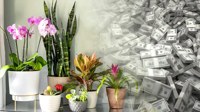 Planta care te ajută să ai succes la bani. În ce loc din casă e bine să o așezi și cum se îngrijește corect
