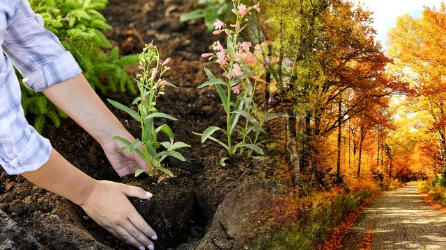 Planta pe care să o cultivi în grădină până la sfârșitul lunii octombrie. E rezistentă la frig și dă roade bogate