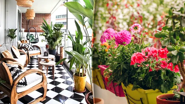 Plante pe care să nu le ții pe balcon. Se pot ofili în câteva zile, locul lor este în casă
