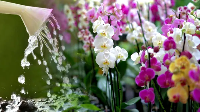 Un strop din acest ingredient secret și orhideele tale se vor umple de flori. Cu ce să uzi frunzele, de fapt