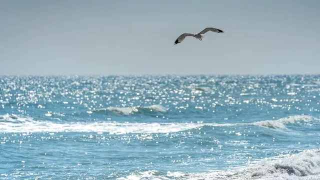 Fenomen rar la Marea Neagră. Nu s-a mai întâmplat așa ceva de 40 de ani Foto