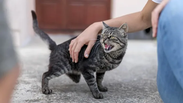 De ce devin pisicile agresive? Ce trebuie să știi dacă felina ta își schimbă dispoziția. 5 cauze posibile