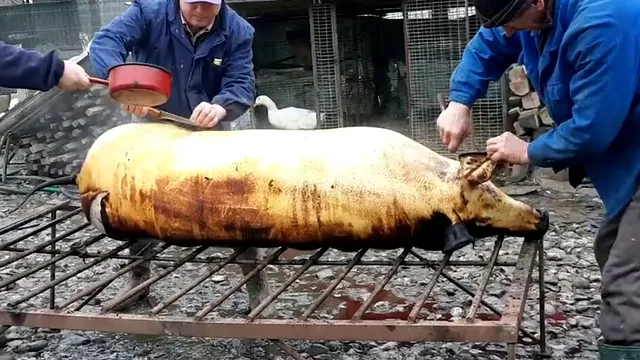 Când se taie porcii de Crăciun, de fapt. Tradiții și obiceiuri românești pe care puțini le știu