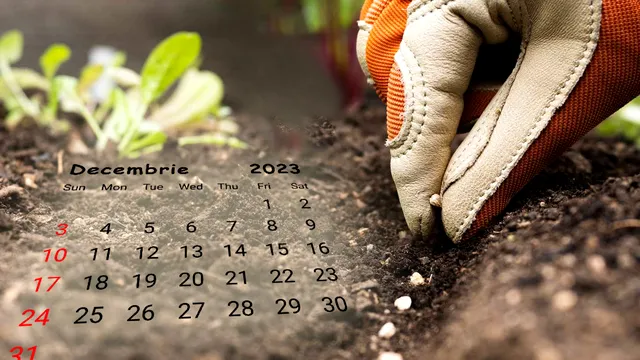 Ce să plantezi în grădină doar în luna decembrie. Florile și legumele care dau roade bogate