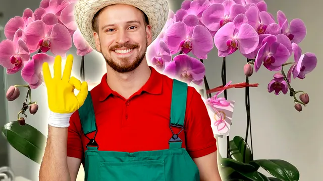 Ce trebuie să faci să înflorească orhideea cât mai frumos iarna. 4 sfaturi și trucuri folositoare de la grădinari