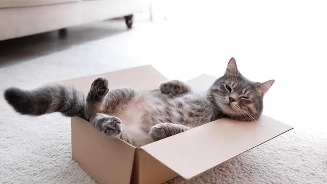 De ce pisica ta adoră să doarmă în cutie de carton. Motivul te va surprinde total