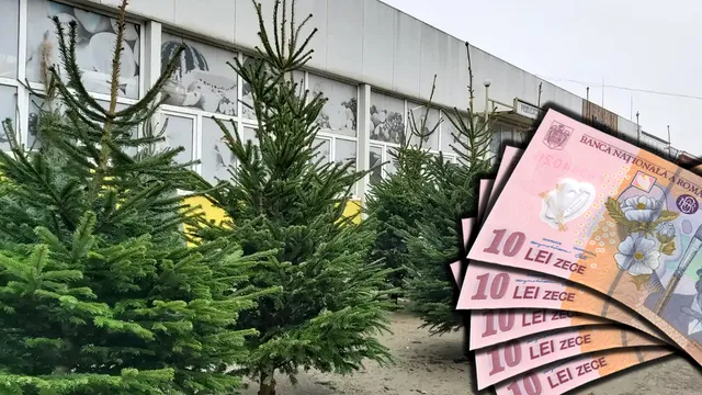 Unde găsești cei mai ieftini brazi de Crăciun. Magazinul unde prețurile pornesc de la 40 de lei