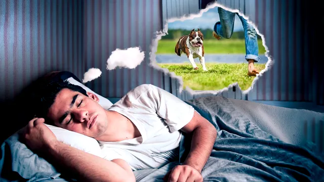 Ce înseamnă când visezi că te fugărește un animal. Ce ascunde acest vis, de fapt
