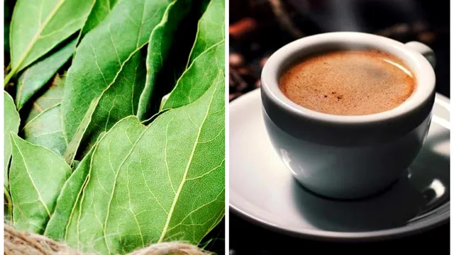 De ce să pui o frunză de dafin în ceașca de cafea. Efectul e nebănuit, te va surprinde total