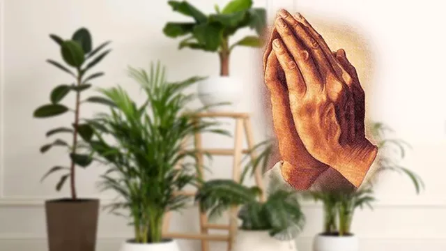 Cum arată Maranta, planta care se roagă pentru casă. De ce e bine să o ai în locuință și cum se îngrijește