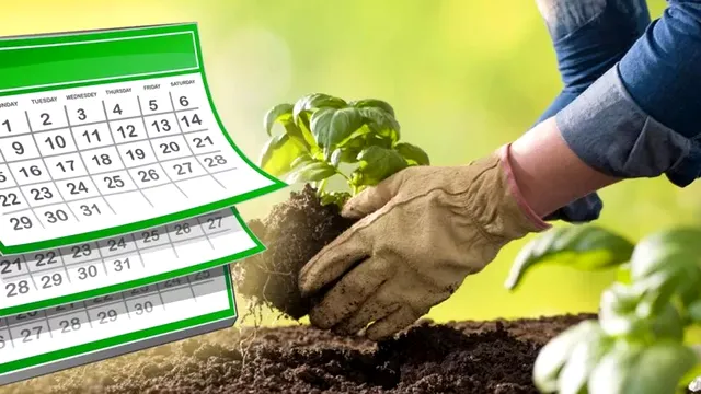 Plantele pe care să le cultivi în martie, în grădină. Lista secretă a grădinarilor pentru o recoltă bogată